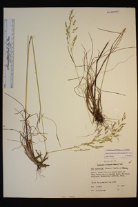 Poa secunda subsp. secunda image